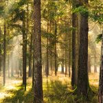 Waldtherapiekongress am 24. und 25. Oktober 2025